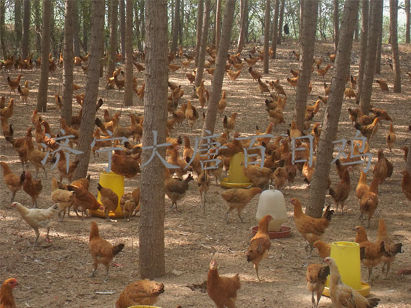 �����̿ǵ�������