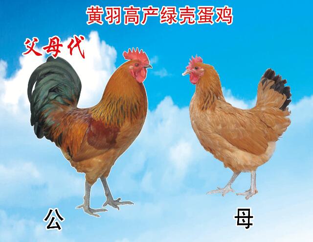 笨鸡苗有几种 笨鸡苗有几种