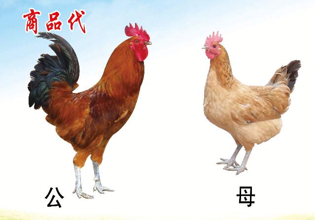 �����̿ǵ����۸�