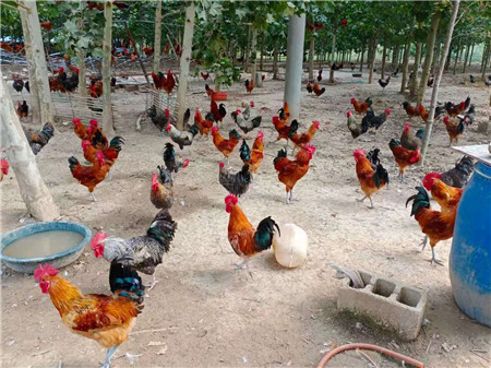 ������ֳ������Ƶ