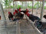 ���պ켦�۸�